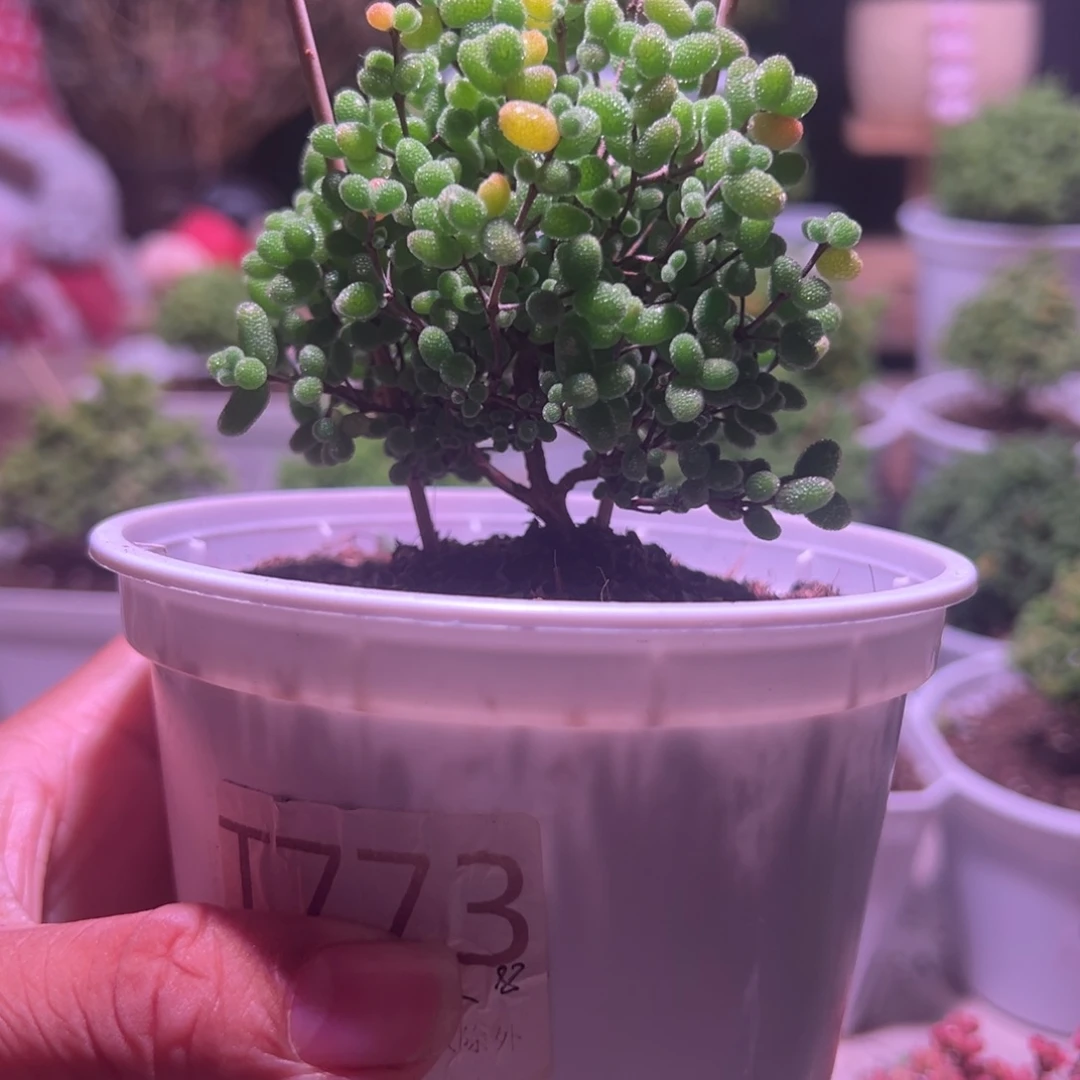 773蜜橘带盆发货一物一拍