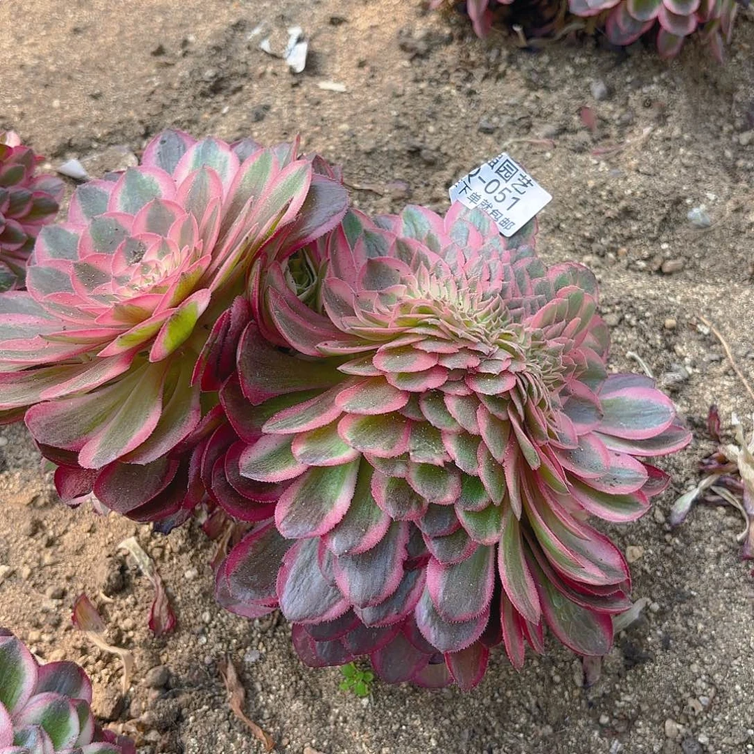 倾城缀多肉植物六号51