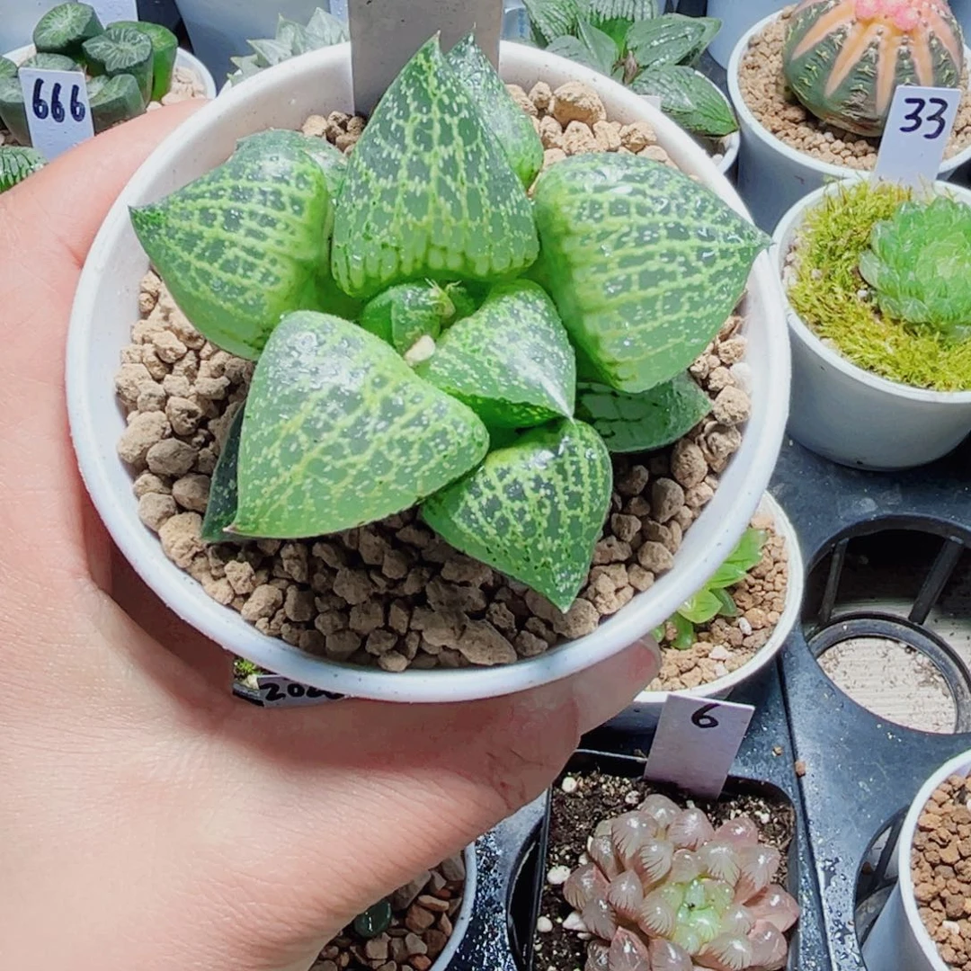 白鲸康平多肉植物6666
