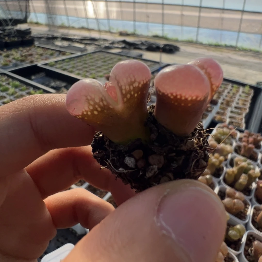 32大型红风铃母本一物一拍