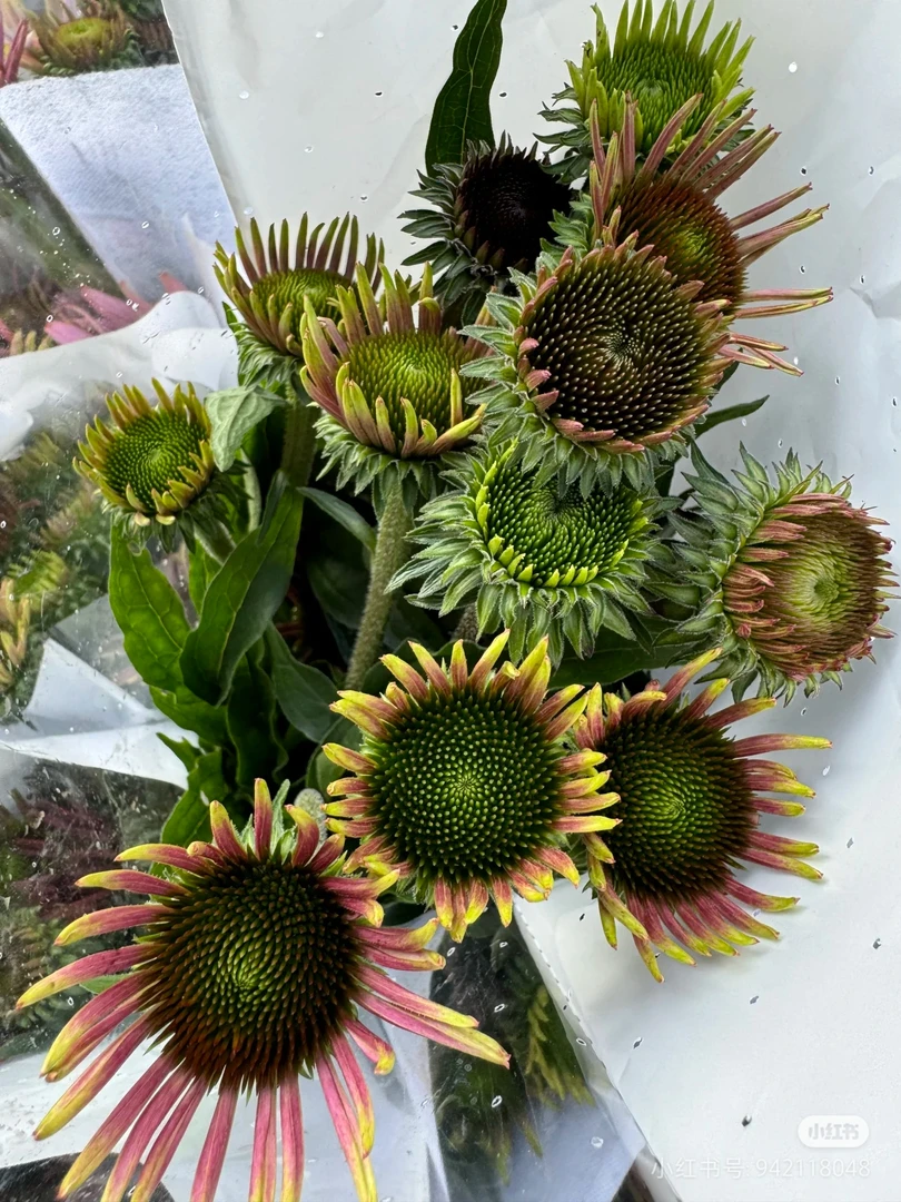 【香羿鲜花】彩虹糖一扎/全场任意两单及以上包邮