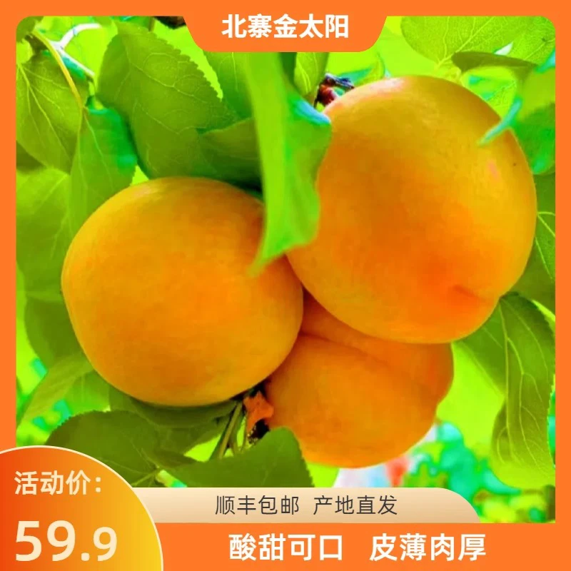 【1级果】北寨金太阳/平谷黄杏/酸甜爽口/现货速发/桃乡甄选/4斤半杏同城配送杏子同城送北京市