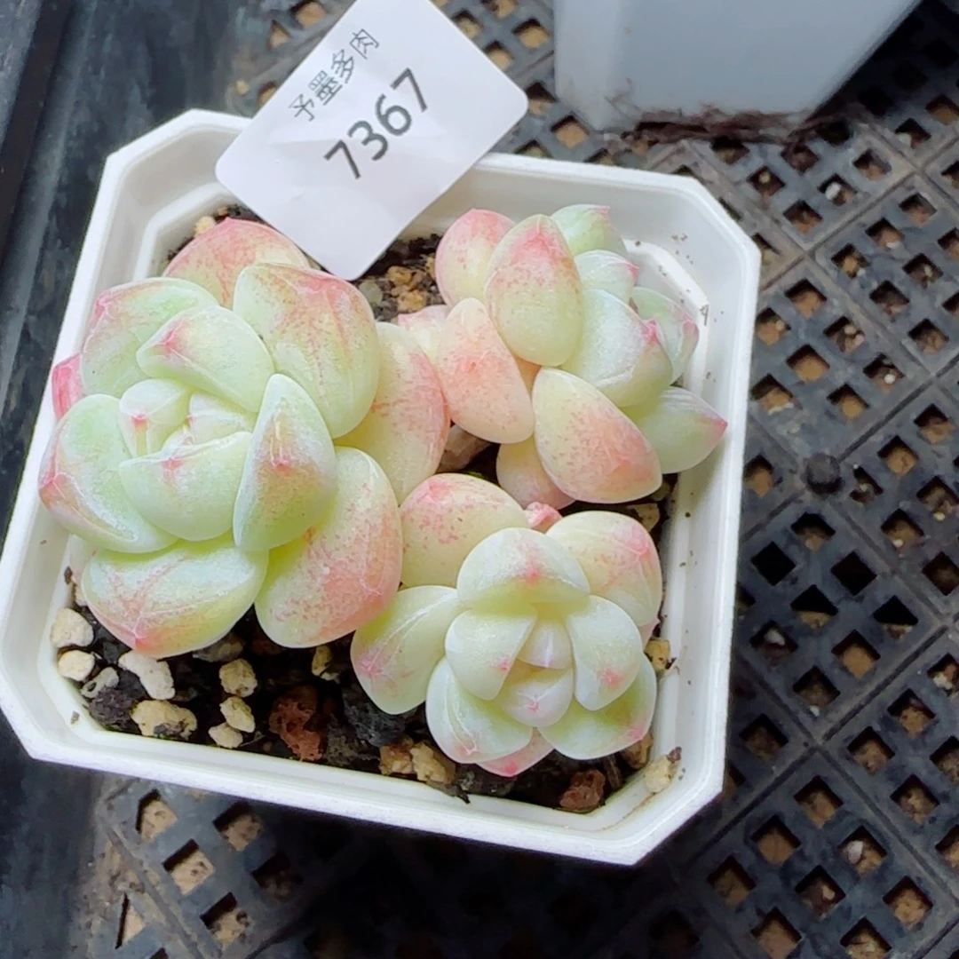 白底冰玉，7367多肉植物