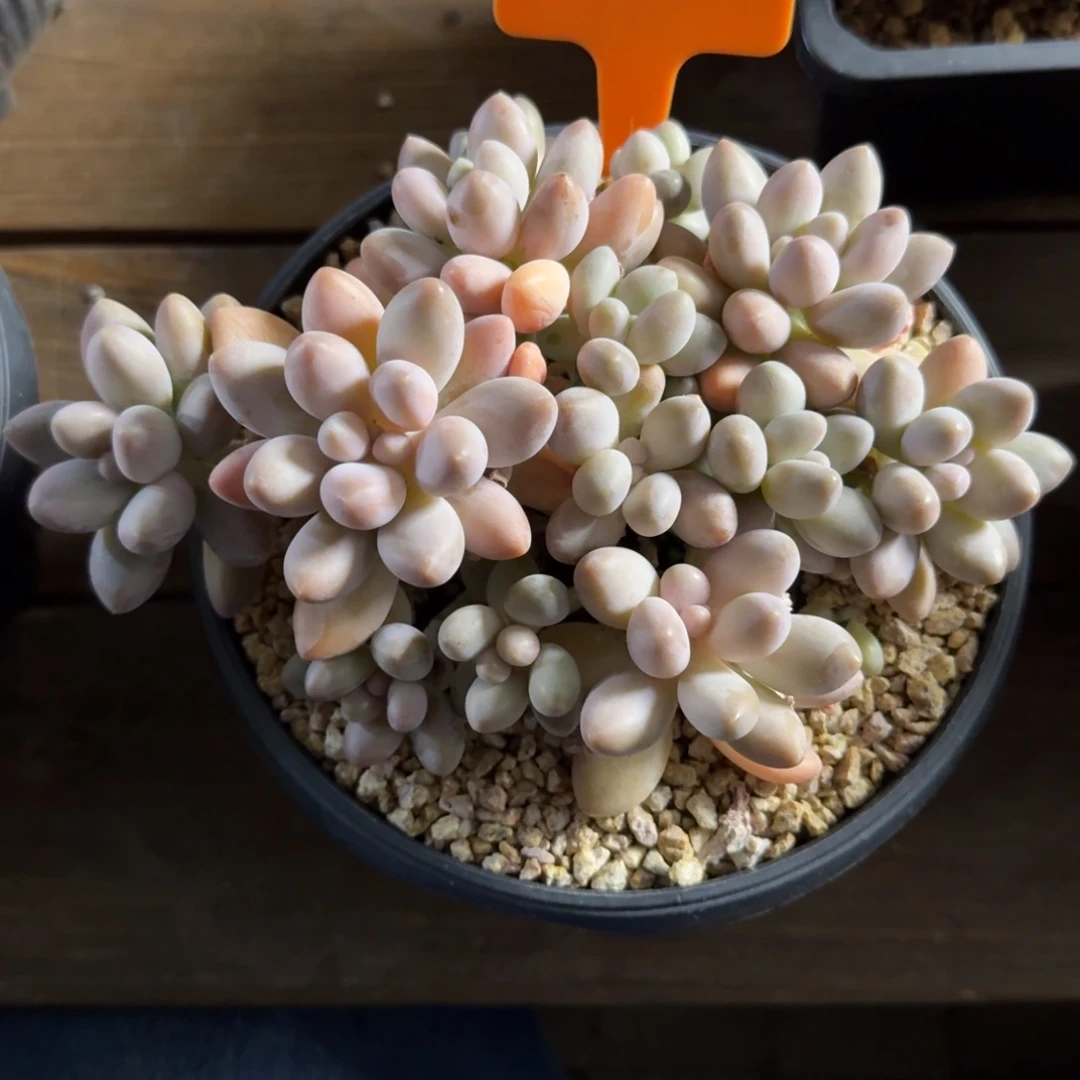 粉色恋人22222222222