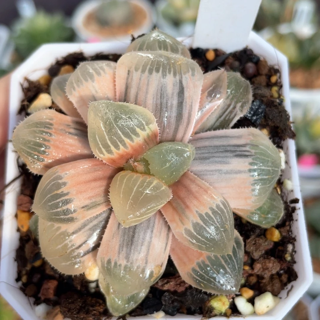 151糊斑糯玉露锦群。