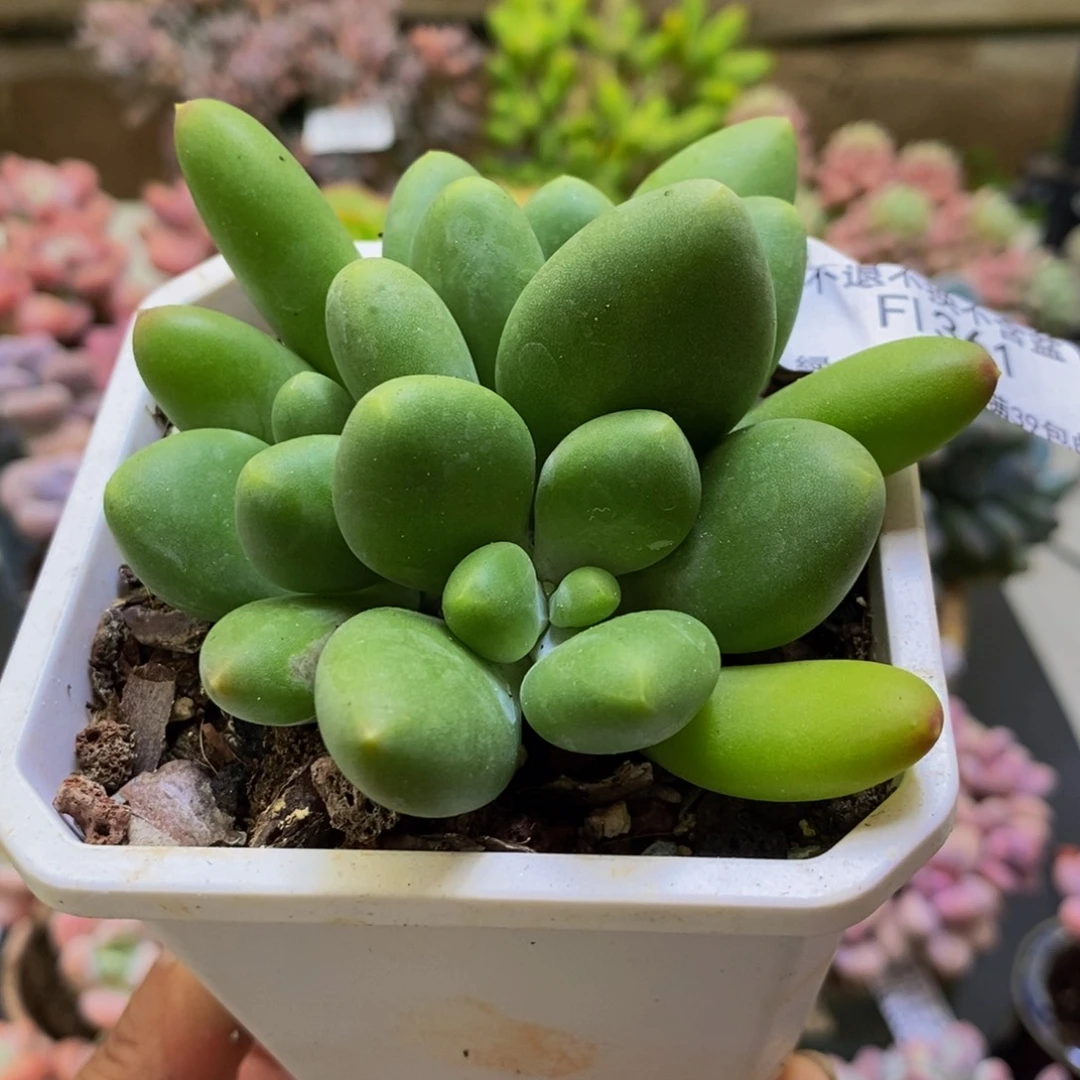 361芒果kk奶8cm多肉
