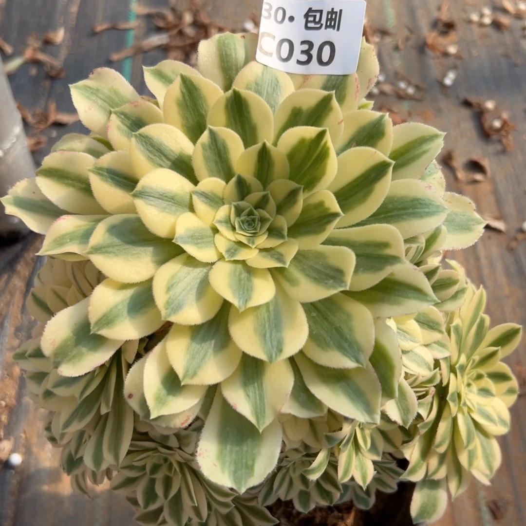 030 迈巴赫多肉法师