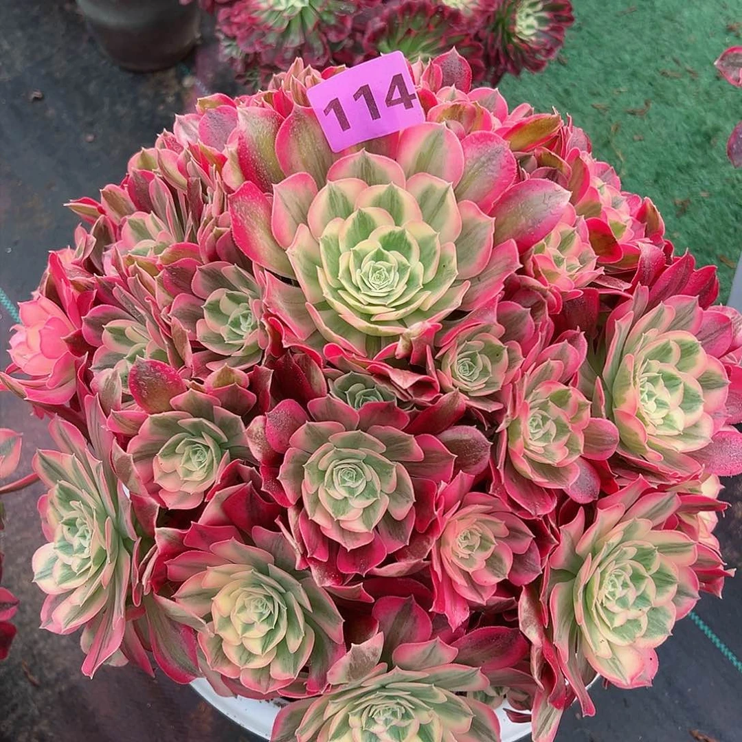 114男神法师多肉植物