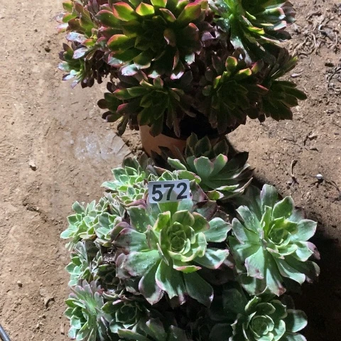 云***轻572两颗法师多肉植物