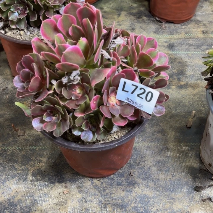 瑞妈多肉园艺720。