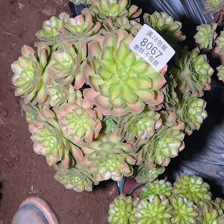 明***️8067韶华多肉植物