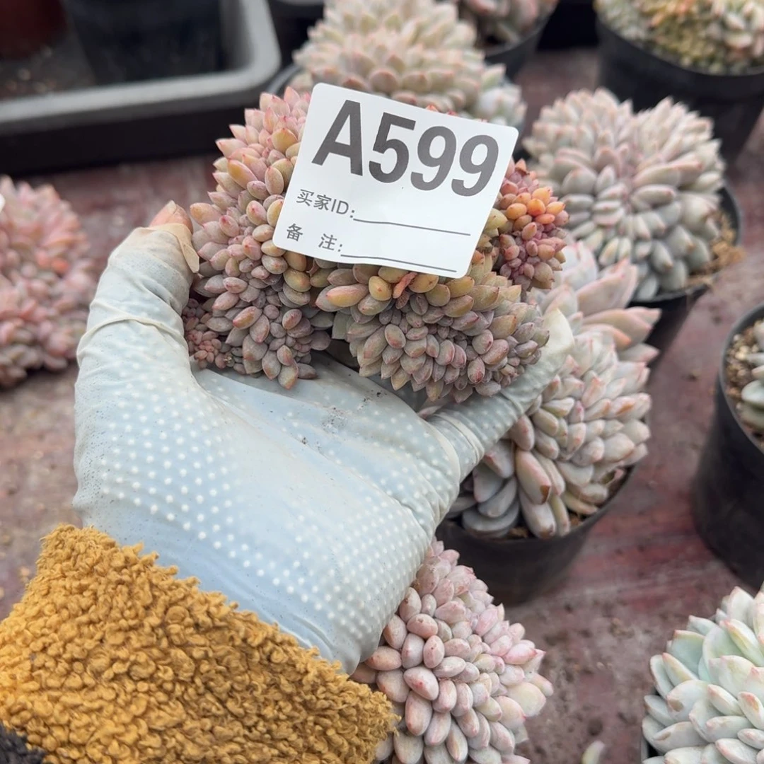 香***，微微瑕疵呀呀呀呀呀呀