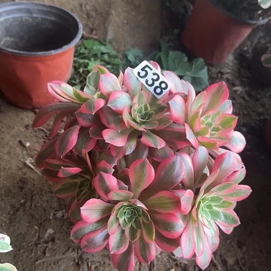 无花朵女妖538号不包断枝