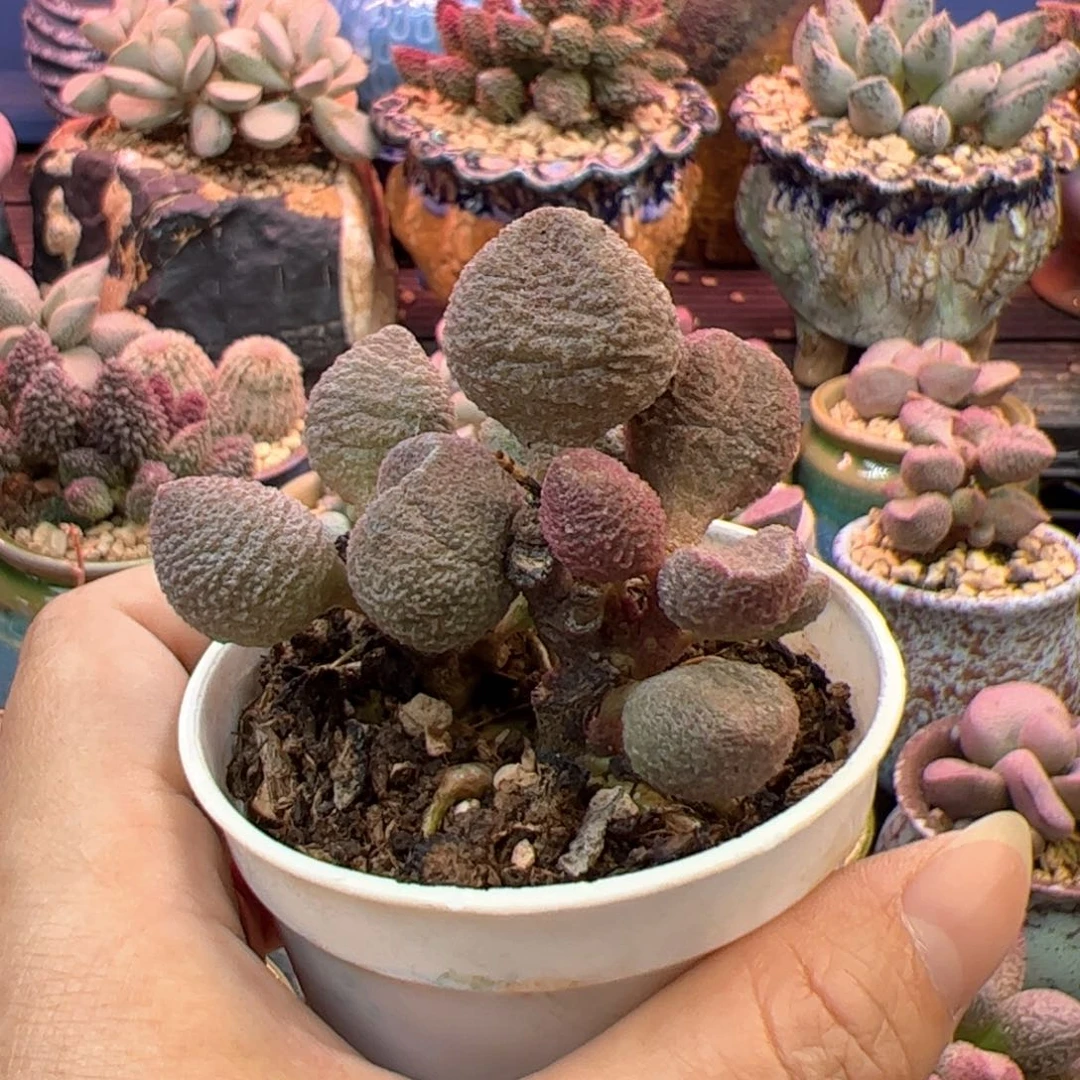 拐***牛水蜜桃。