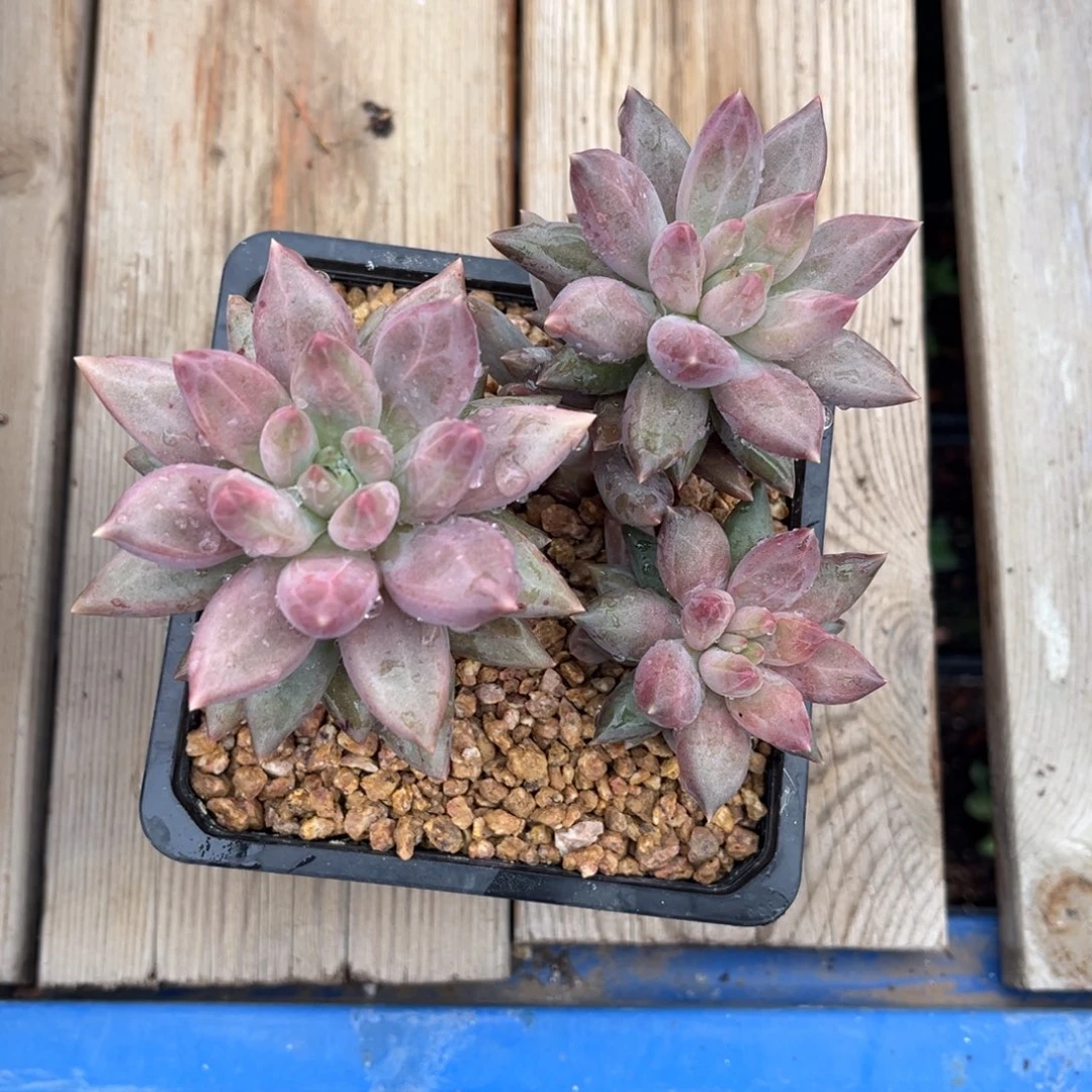 多肉植物水晶球多肉