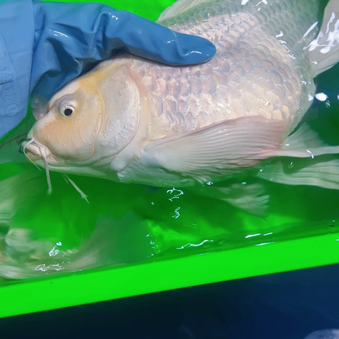 海水鱼蝴蝶鲤包邮78微瑕