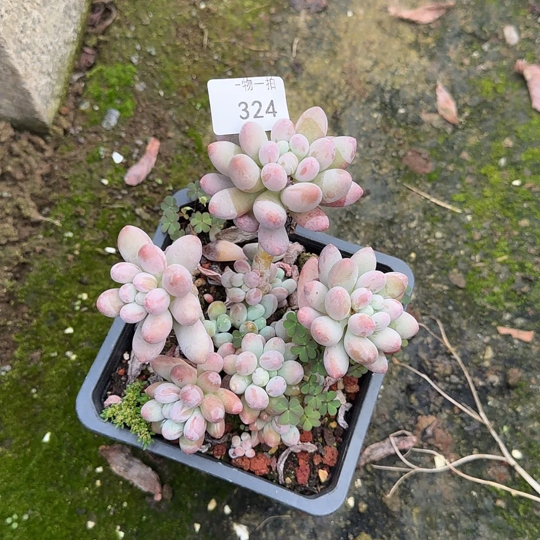 小****?324号 一物一拍