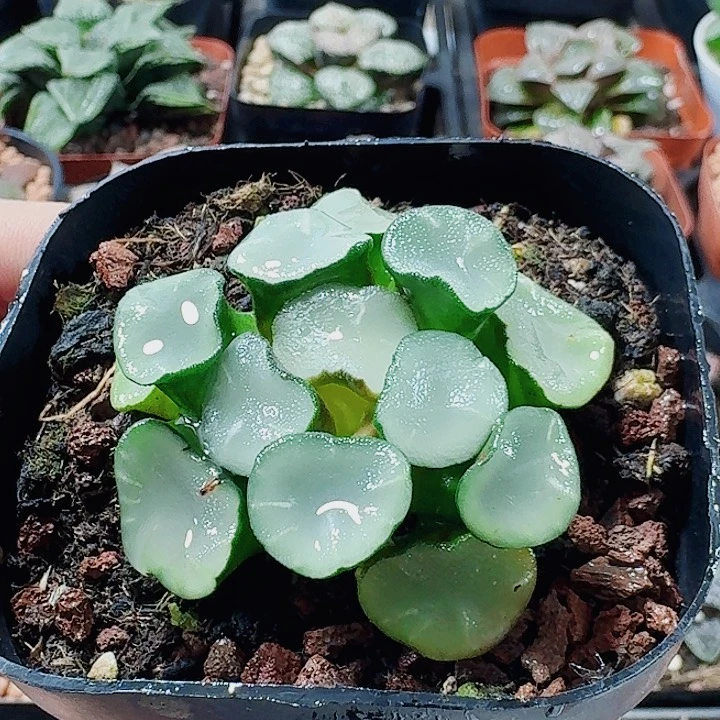 无花朵十二卷 空门 万象福利