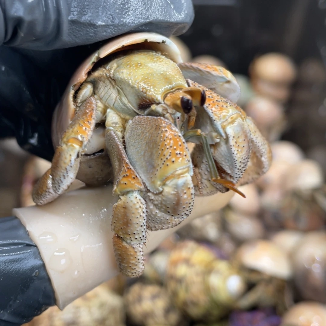 不退不换活体宠物113