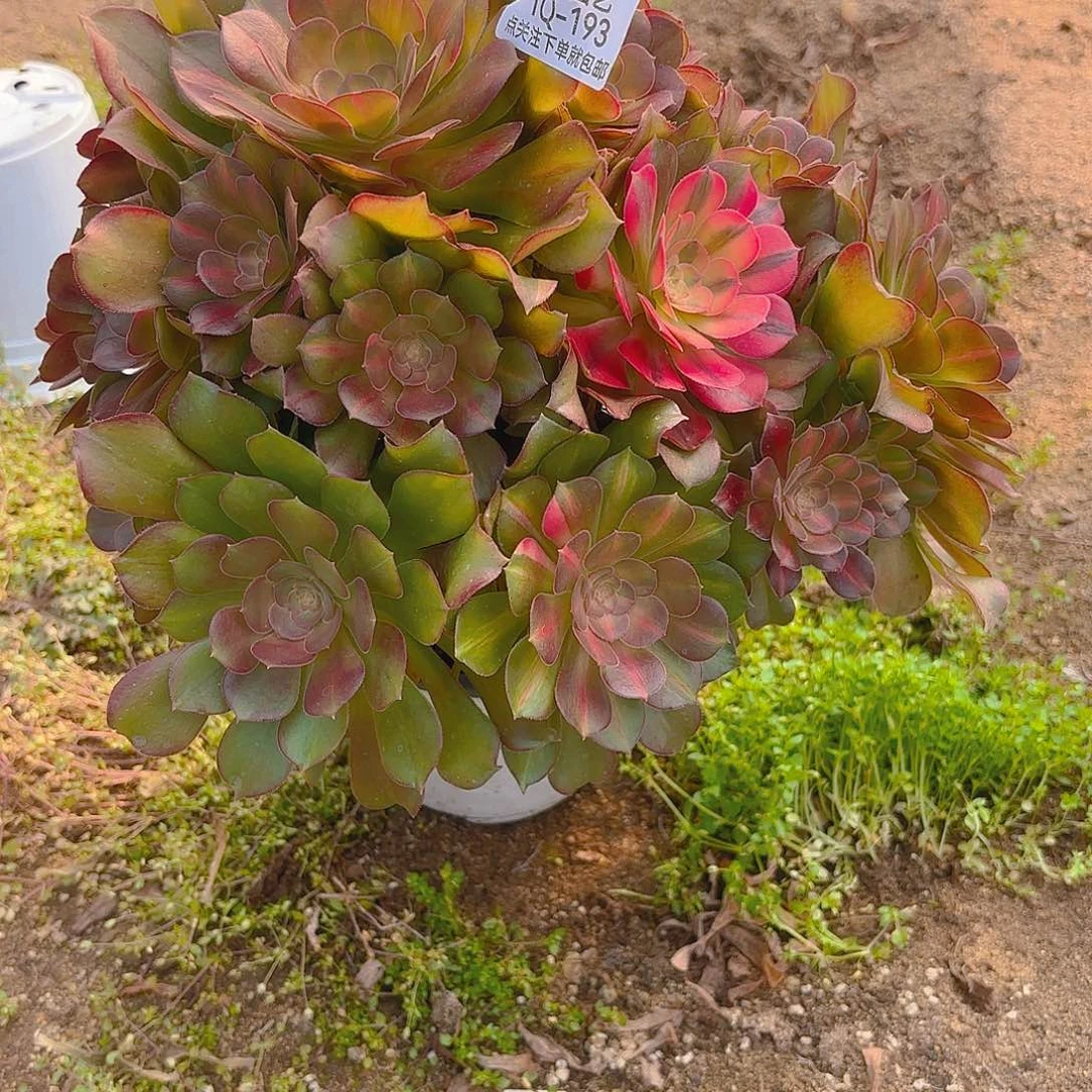 中班花脸多肉植物193