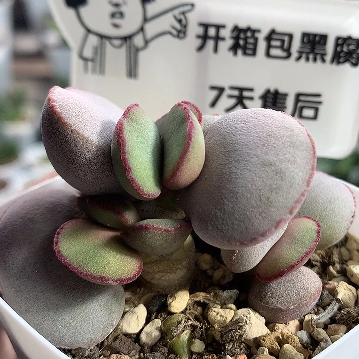 红蛋—专拍专拍专拍