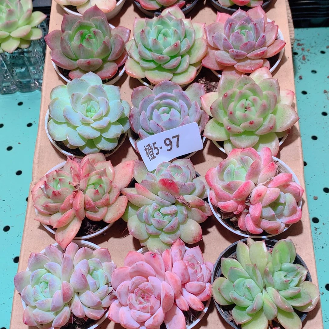 5-97一物一拍多肉带盆18颗