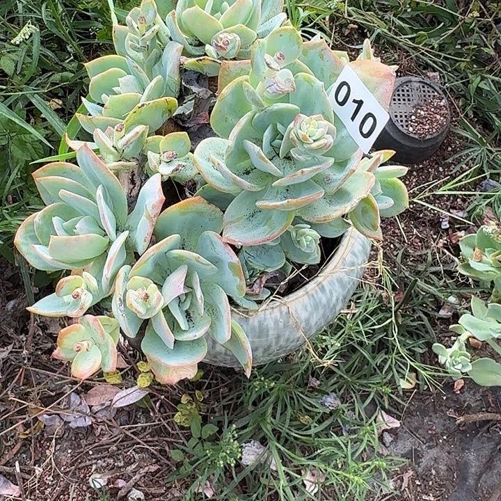 雨***u010白凤一个一物一拍