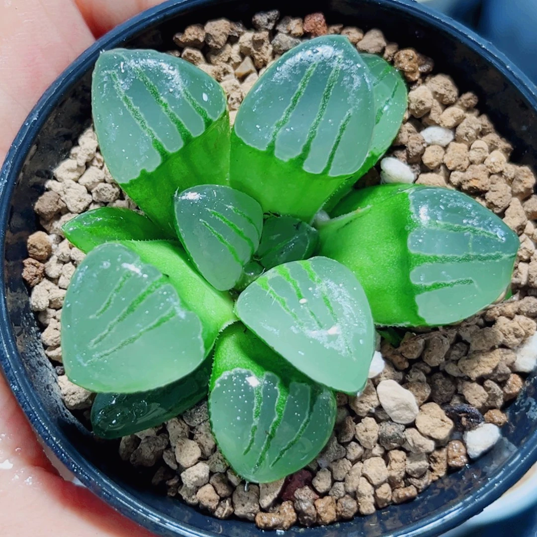 特价福利翠虎多肉植物6666