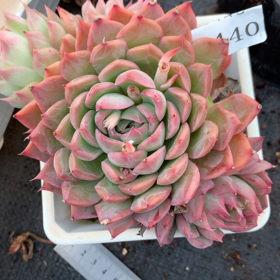 2440杂交多肉老桩