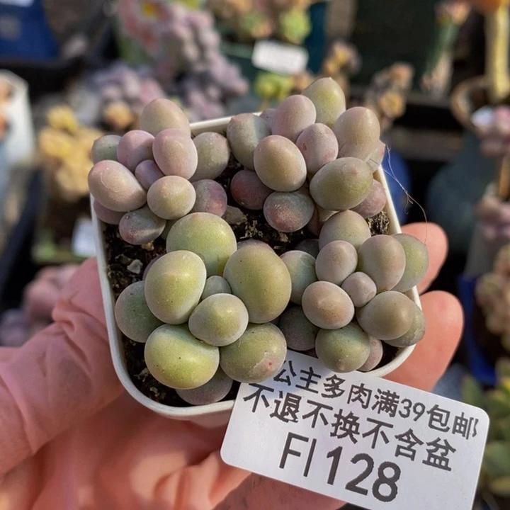 粉红泡泡奶酪4棵128多肉植物