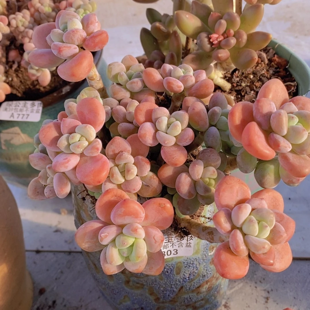 樱花洛神18cm803多肉植物
