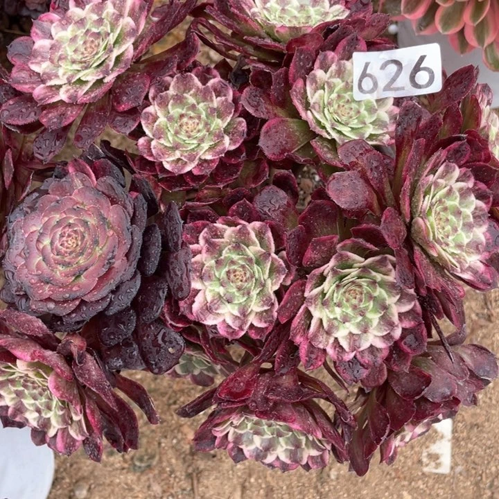 626多肉植物油彩画