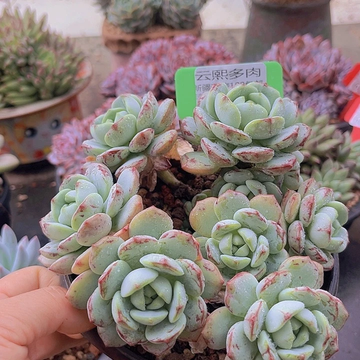 6098香草。