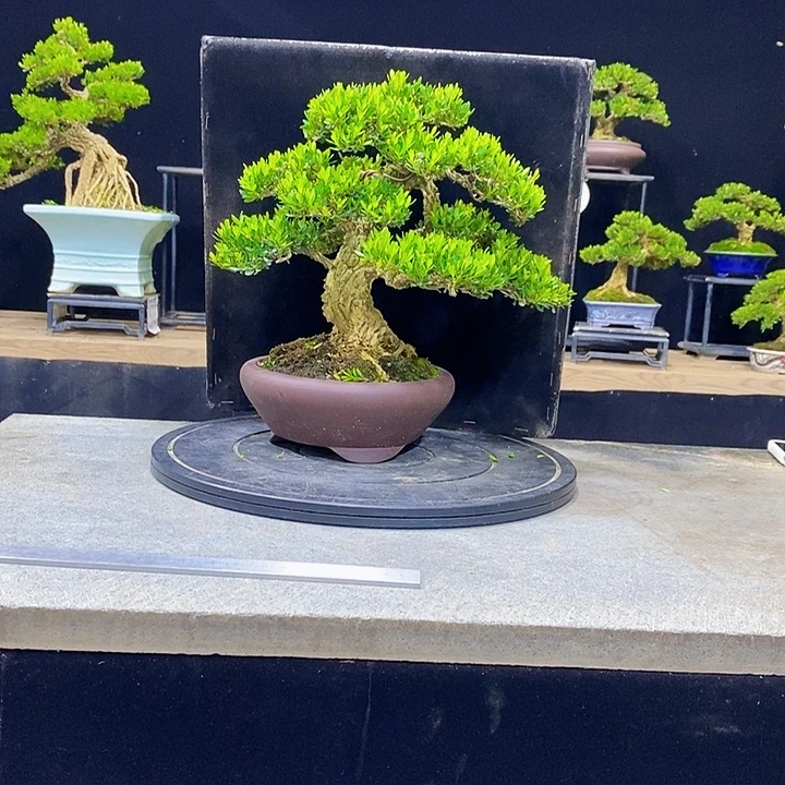 用***1无花朵M黄杨盆景四季常青