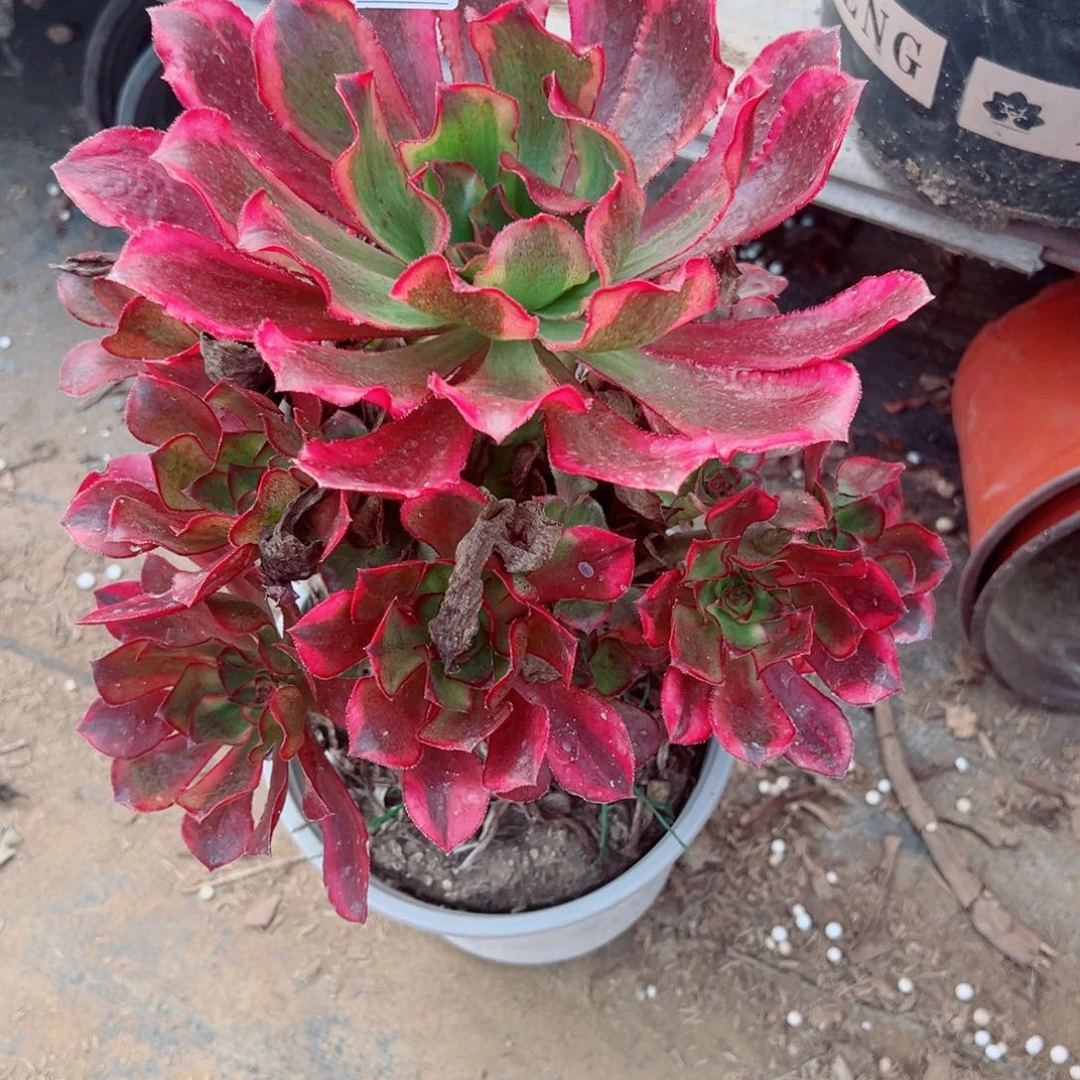 862魅影七彩多肉植物