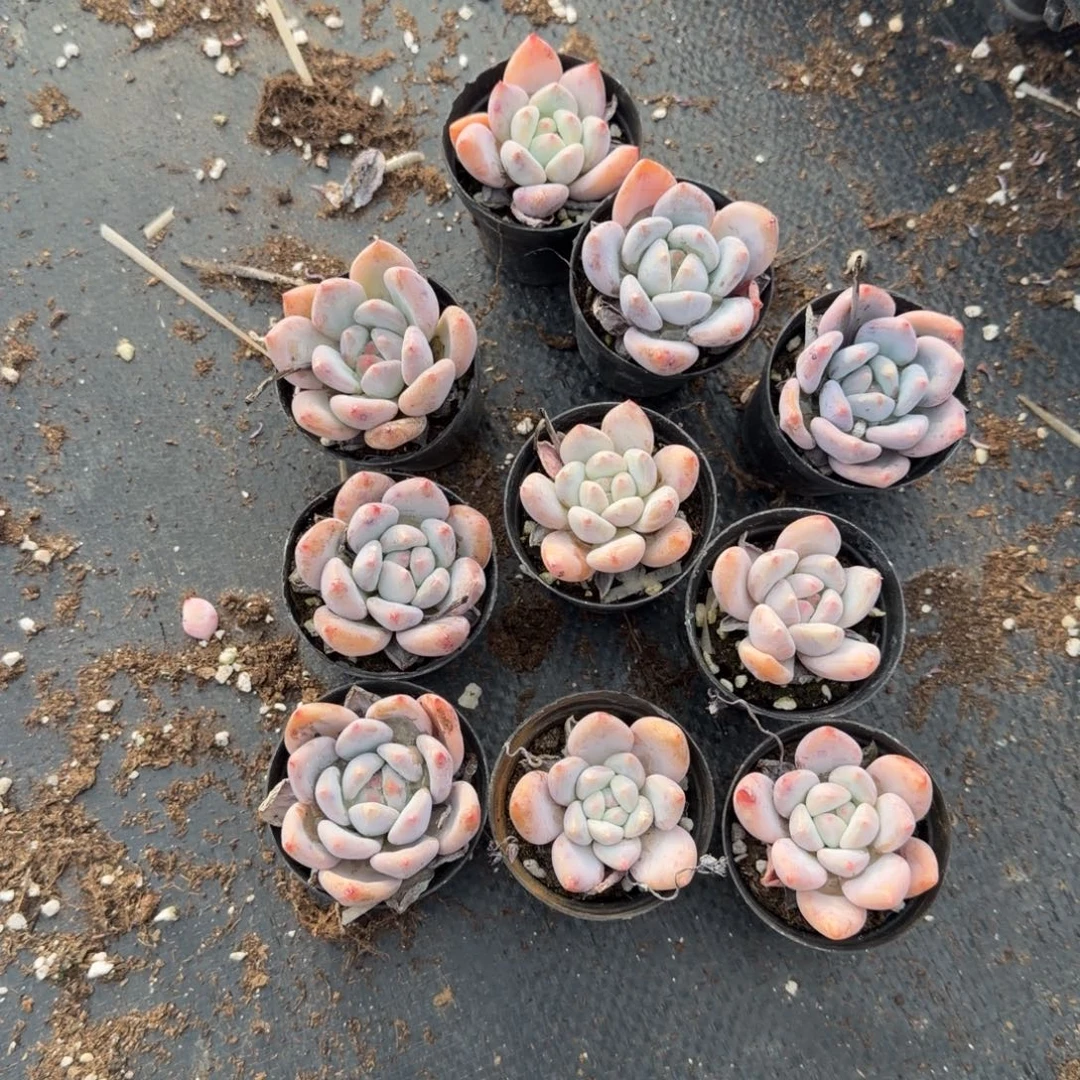 左九红尖美人十棵量拍