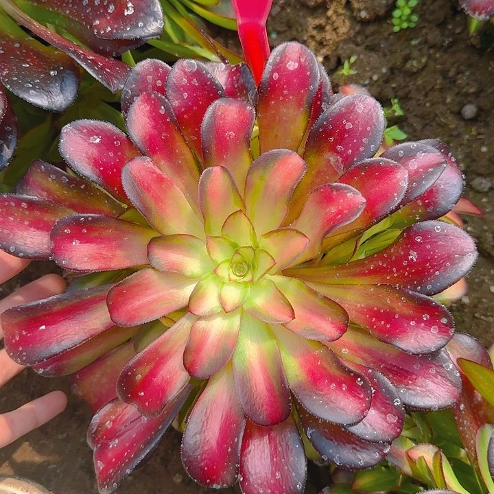 2-163夕阳多肉法师