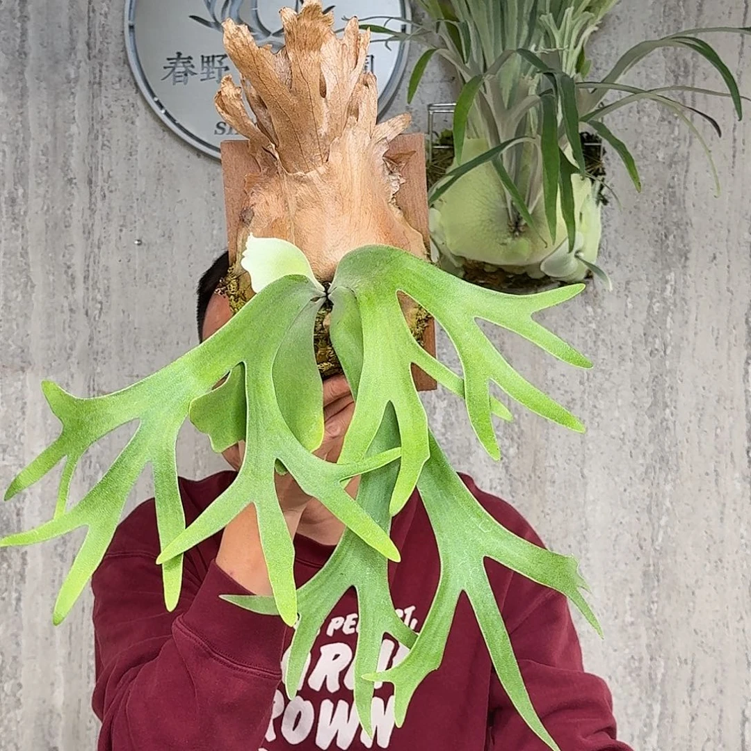 完全开放侏儒爪哇交侏儒塔苏塔鹿角蕨春野花园