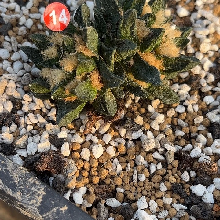 袖蒲苗接落地仙人球14