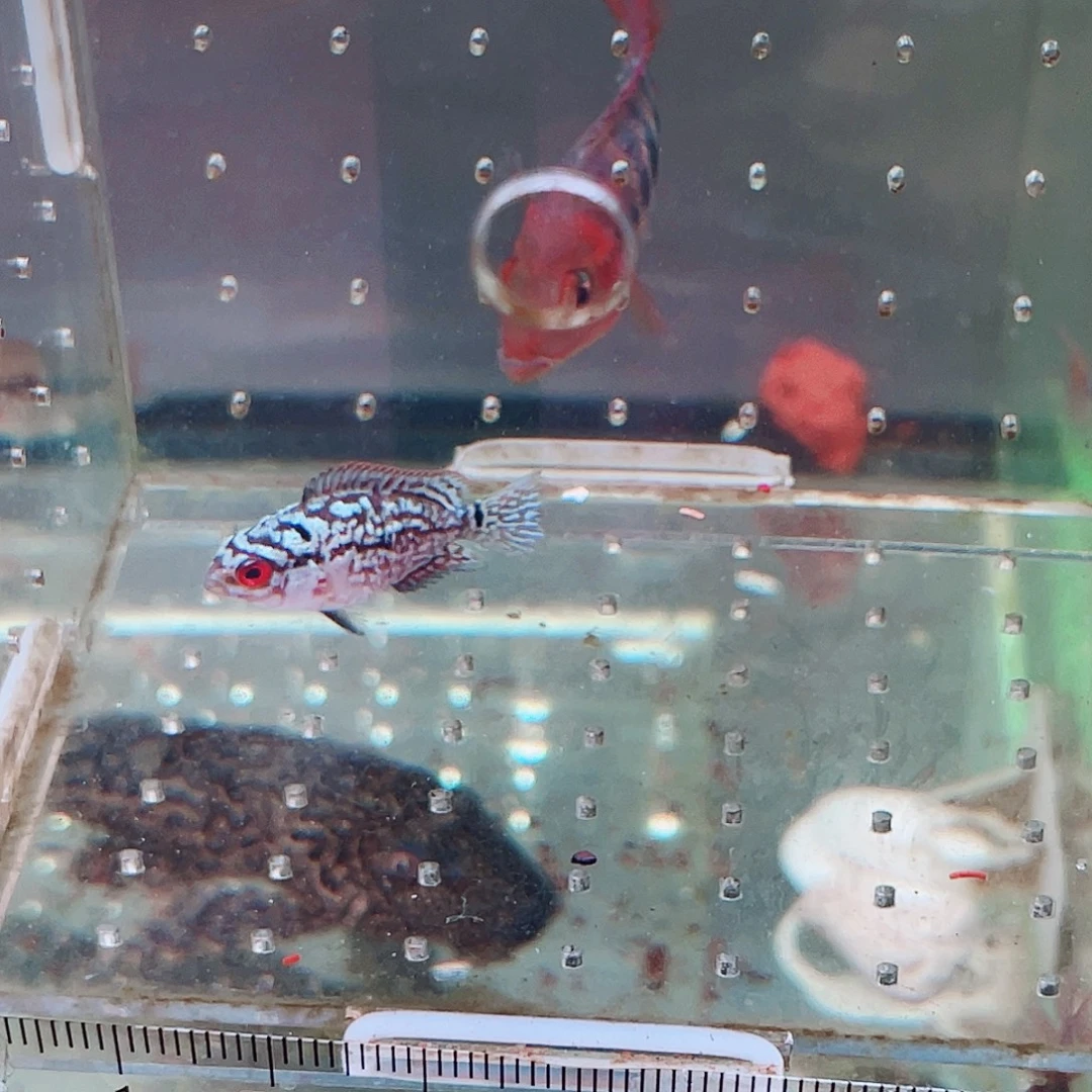 陆***超罗汉鱼f3罗汉鱼苗一条