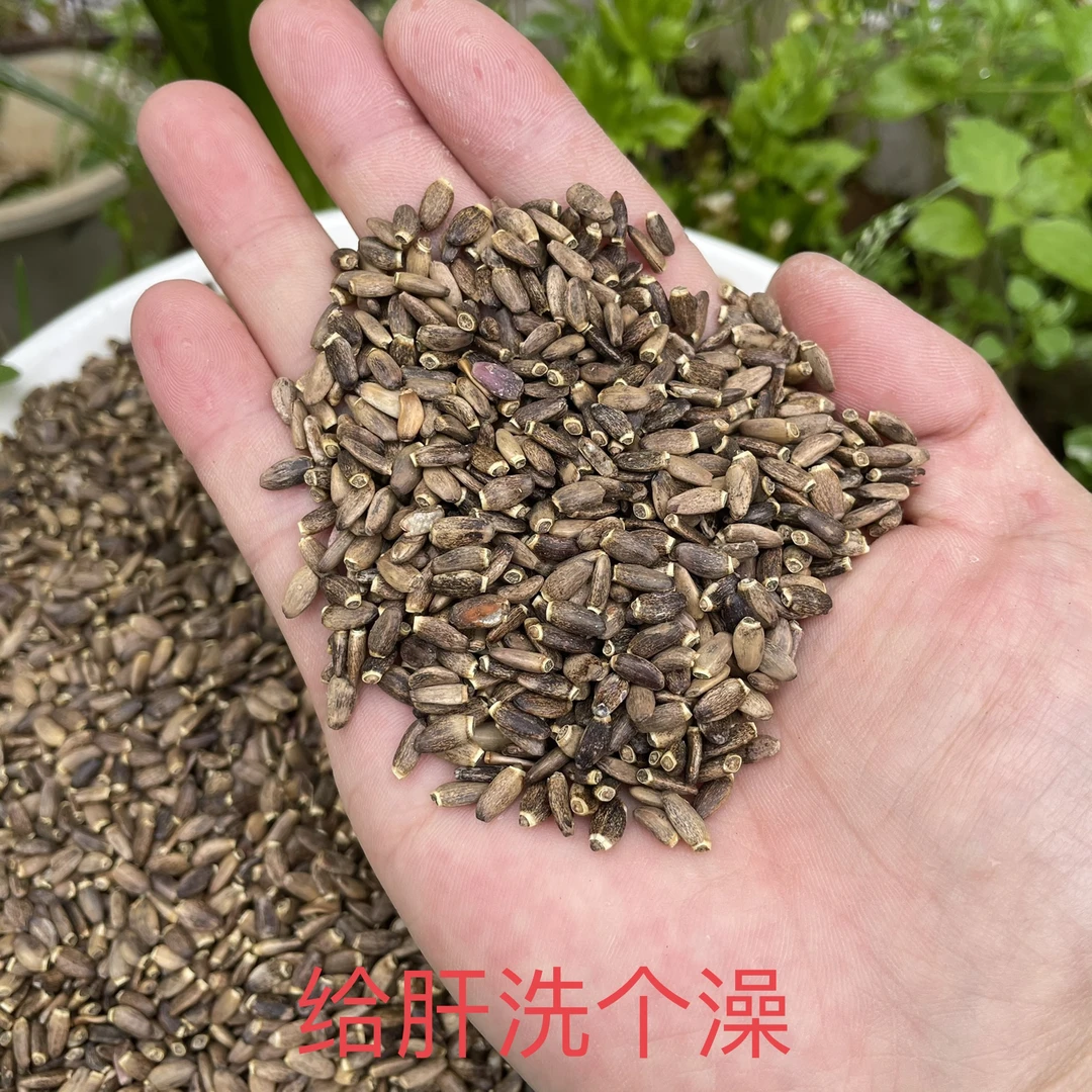 下山货水飞蓟可搭配枸杞使用自然晒干农产品