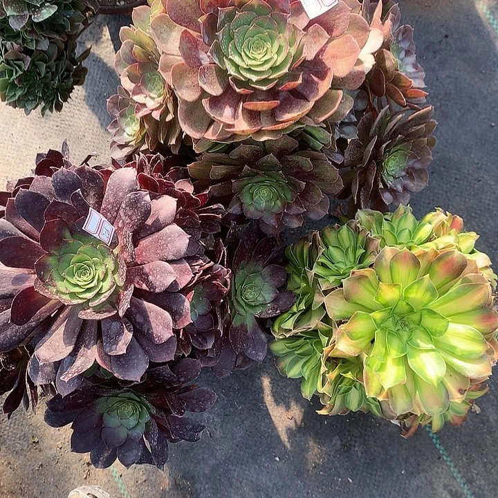 321三颗多肉植物
