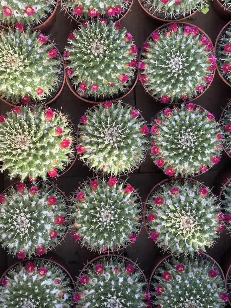 满十八包邮【实生大毛象仙人球】