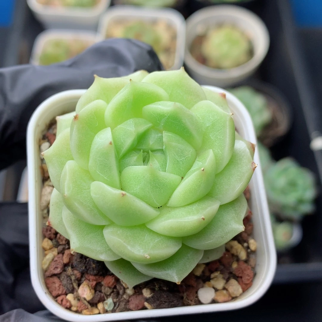 58包邮  群生不包整 33