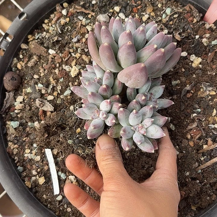 怡***然两单包邮，一物一拍398