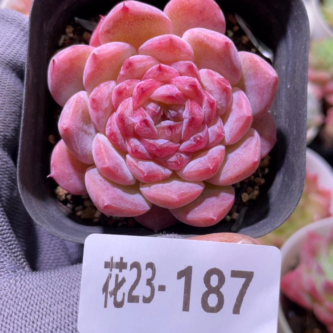 花利美23-187果汁