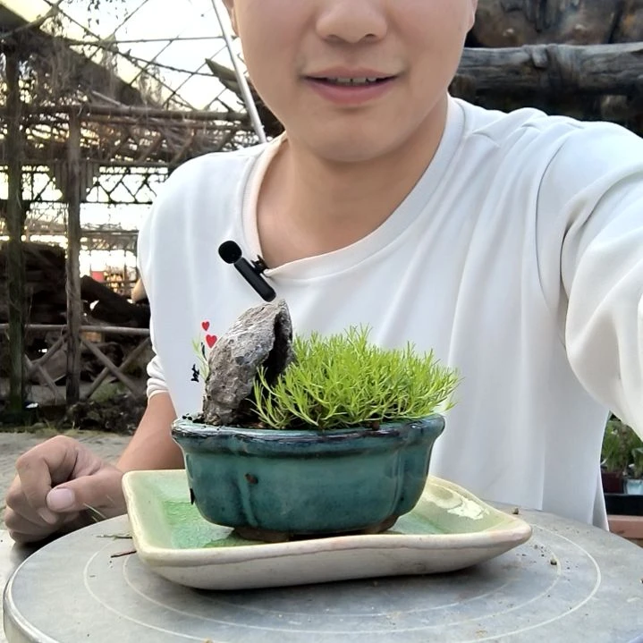 清*小盆景小植物一物一拍200