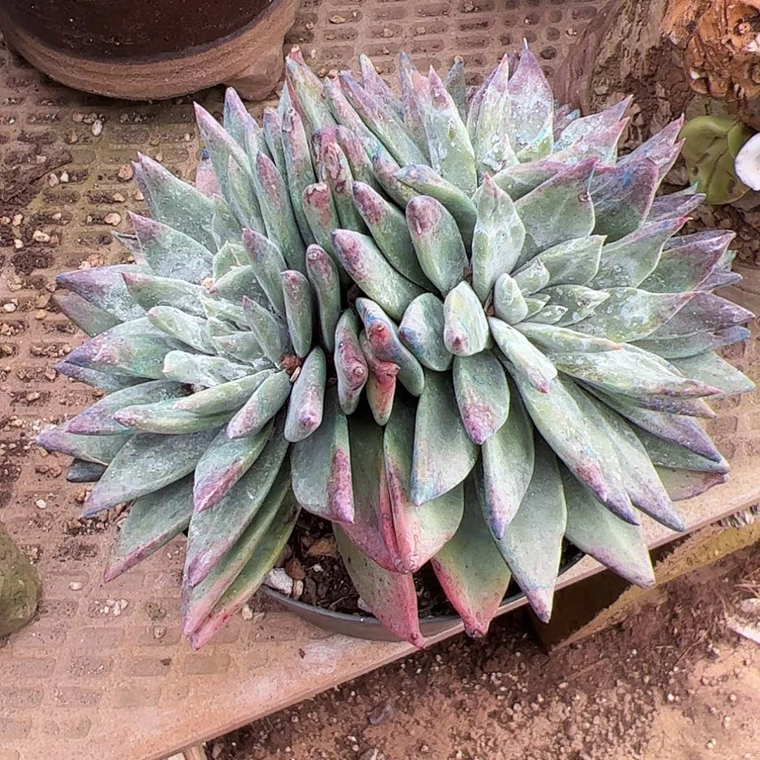 3841苹果叶白雪仙女杯