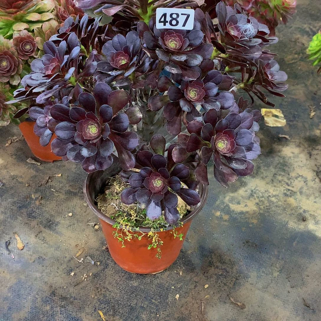 佳*多肉圆叶黑法487.000000