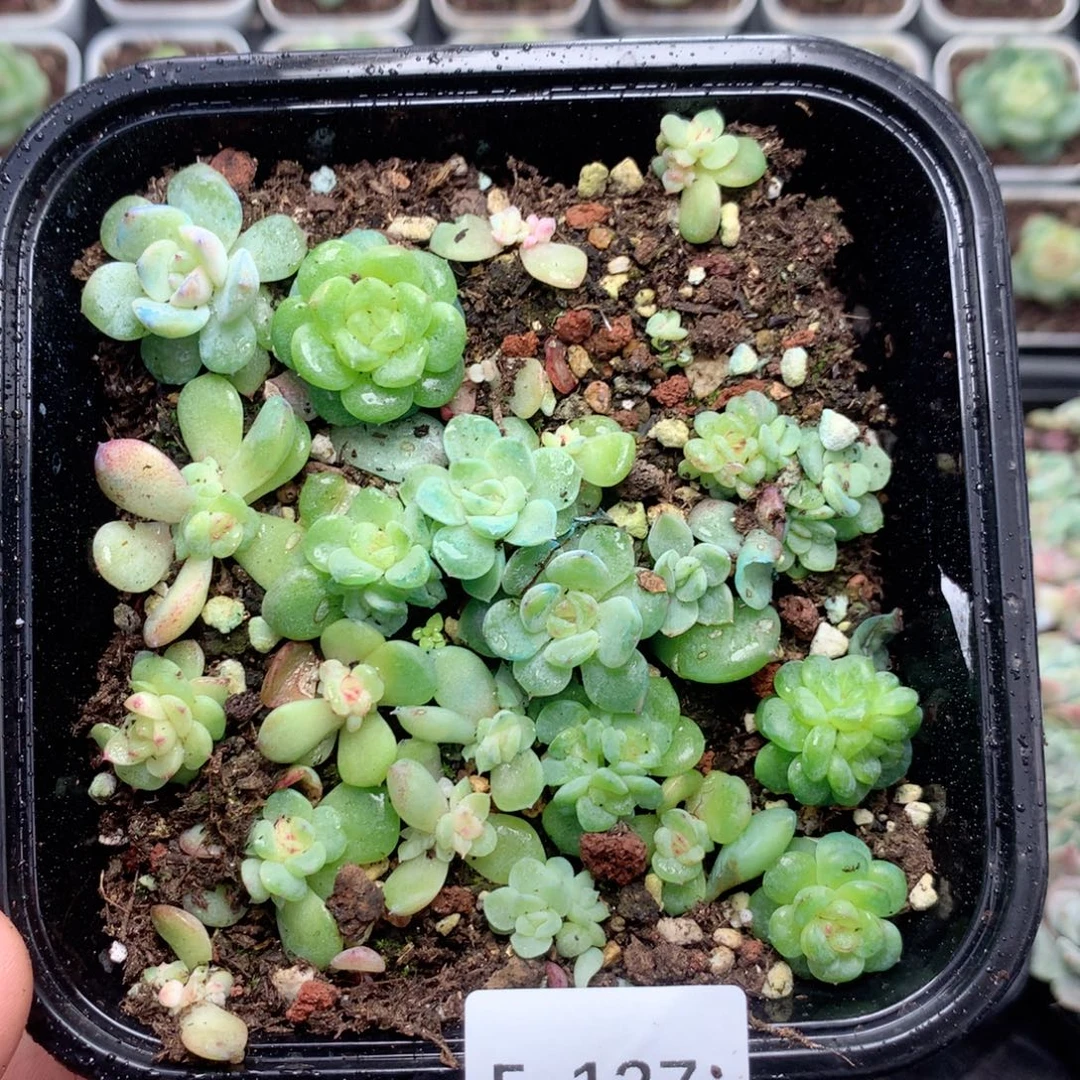 无花朵F137英语英语